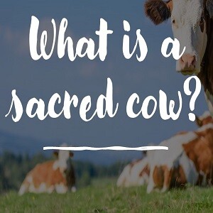 What is a Sacred Cow